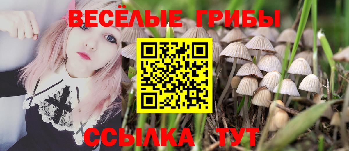 Псилоцибиновые грибы Psilocybe Будённовск